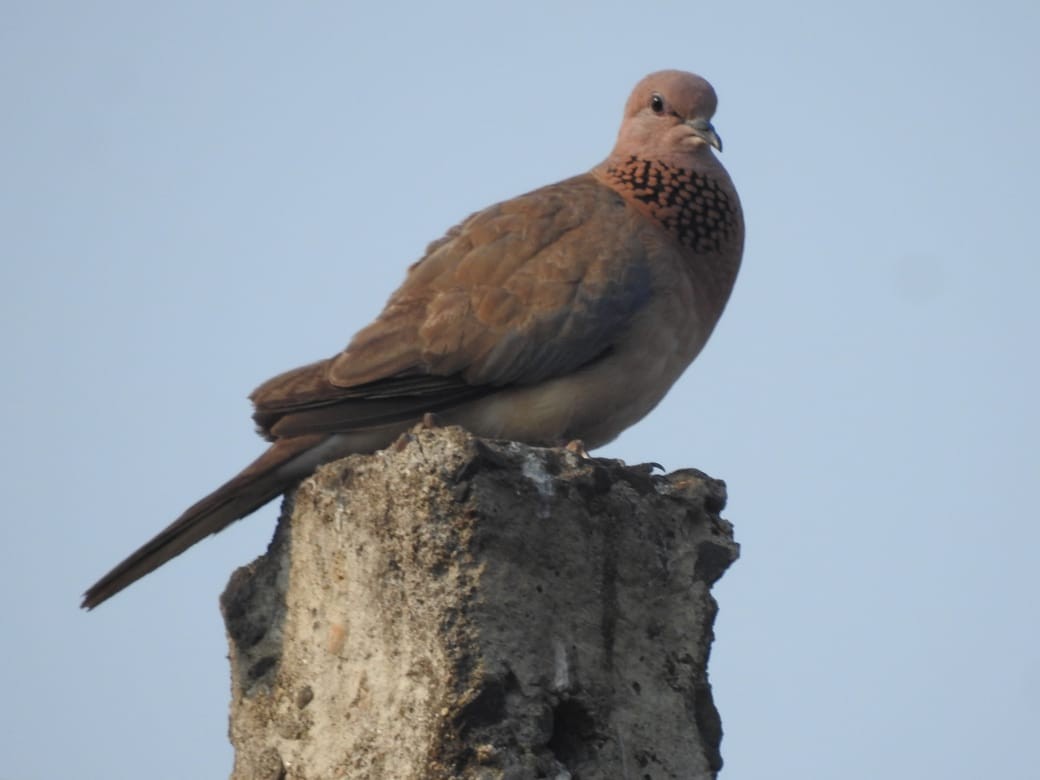 Laughing Dove - ML616714860