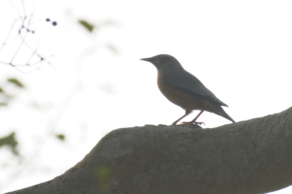 Chestnut-tailed Starling - ML616714866