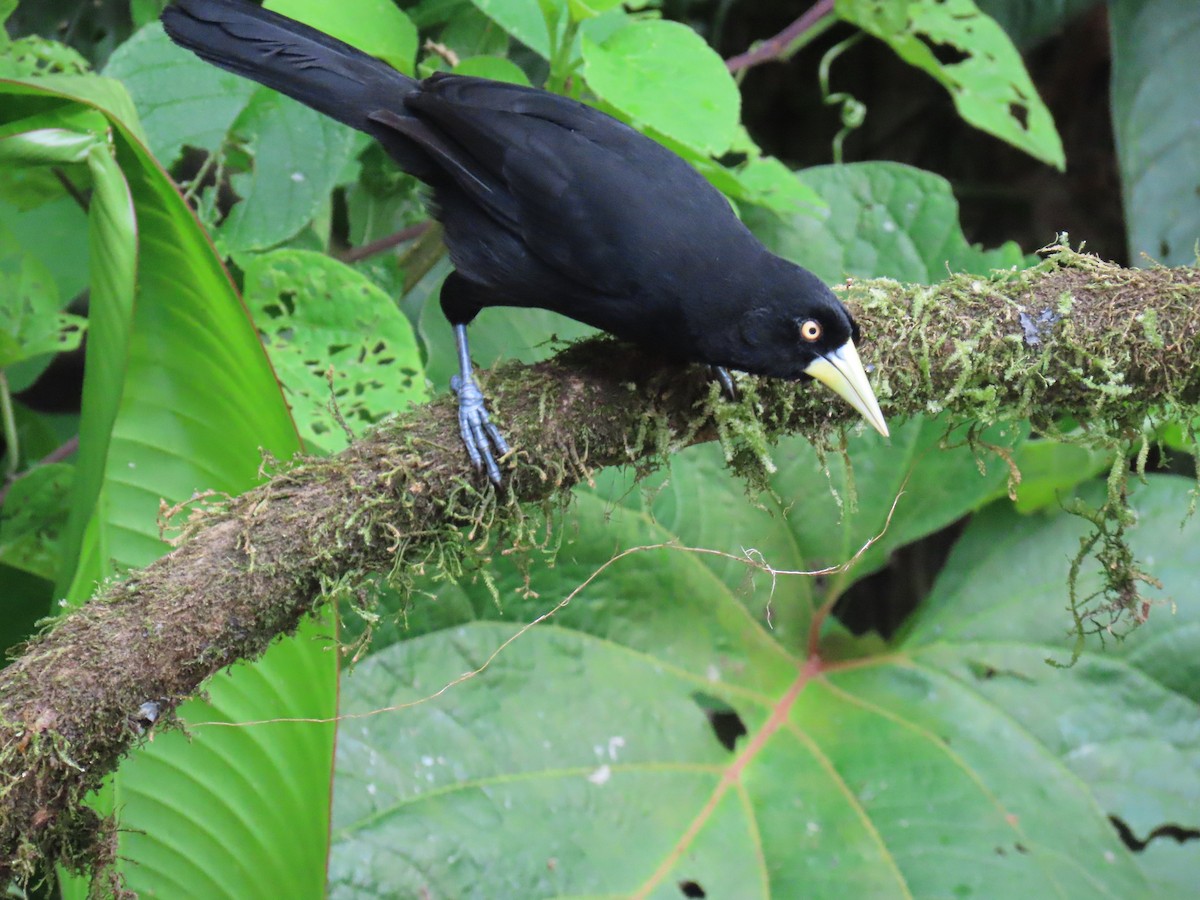 Yellow-billed Cacique - ML616714868