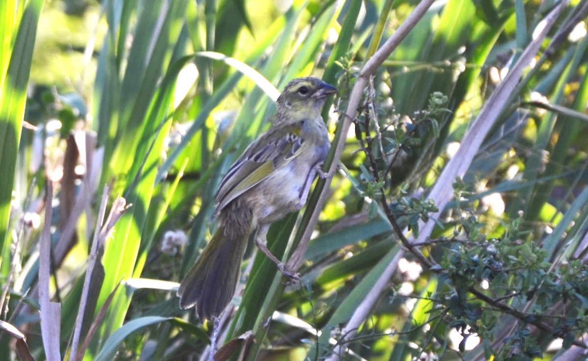 Grassland Sparrow - Sabrina Rendon
