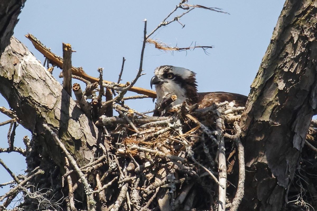 Osprey - ML616714890