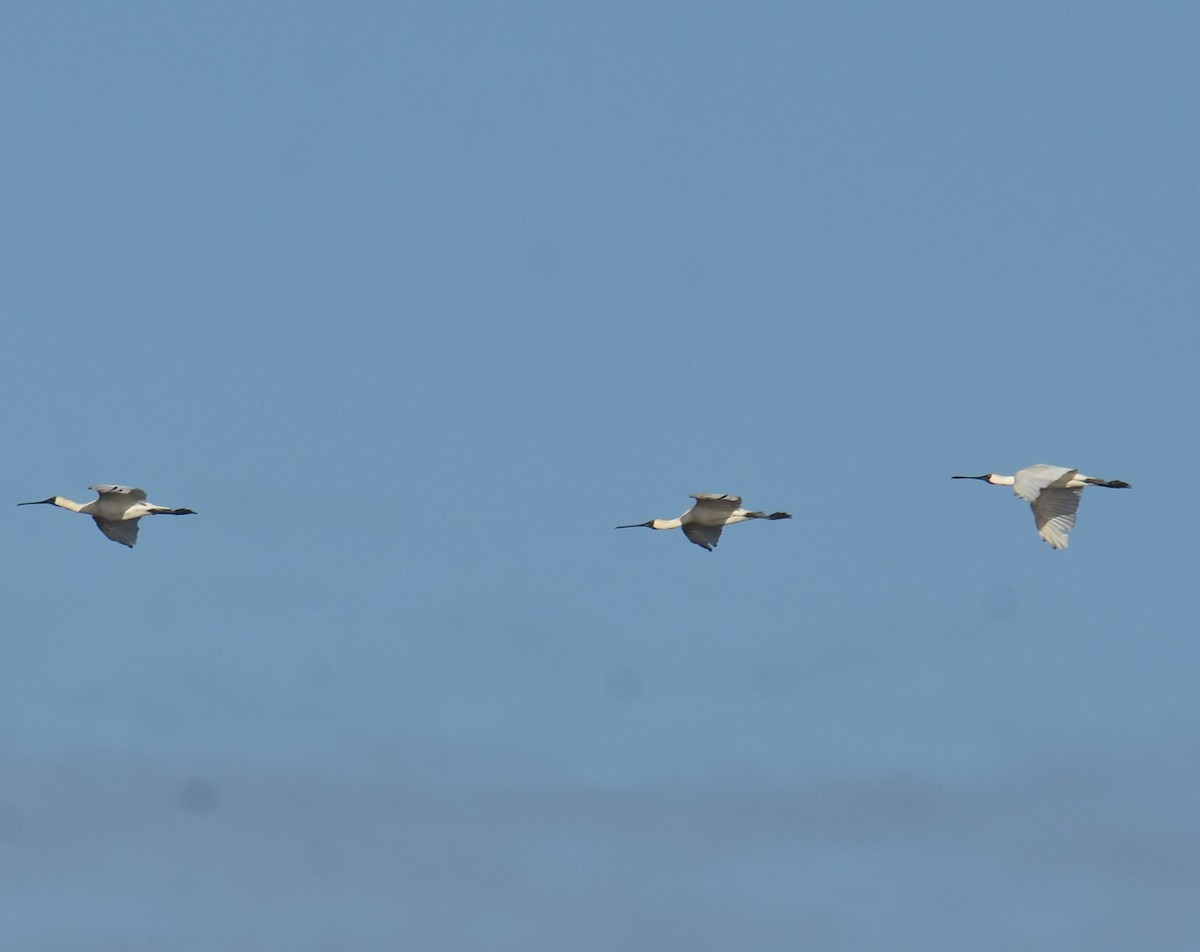 Royal Spoonbill - Mark Tarnawski