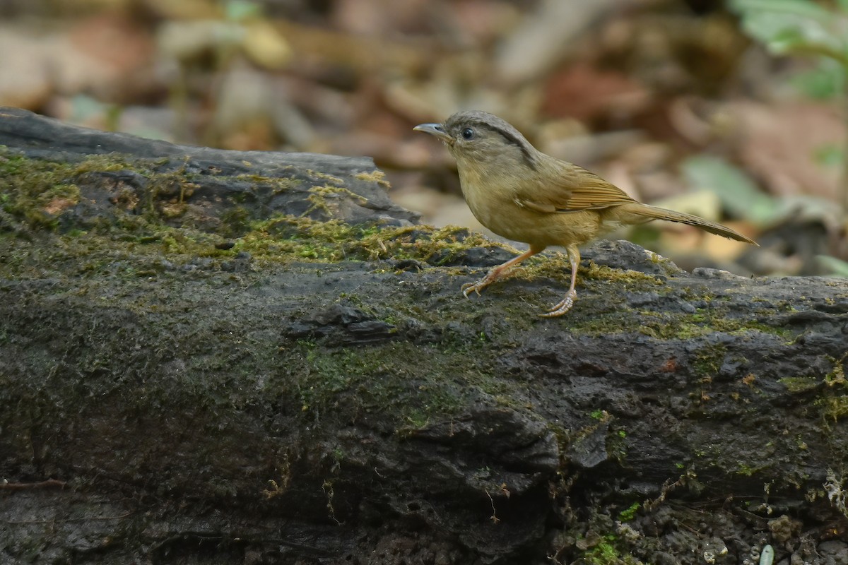 Brown-cheeked Fulvetta - ML616714907