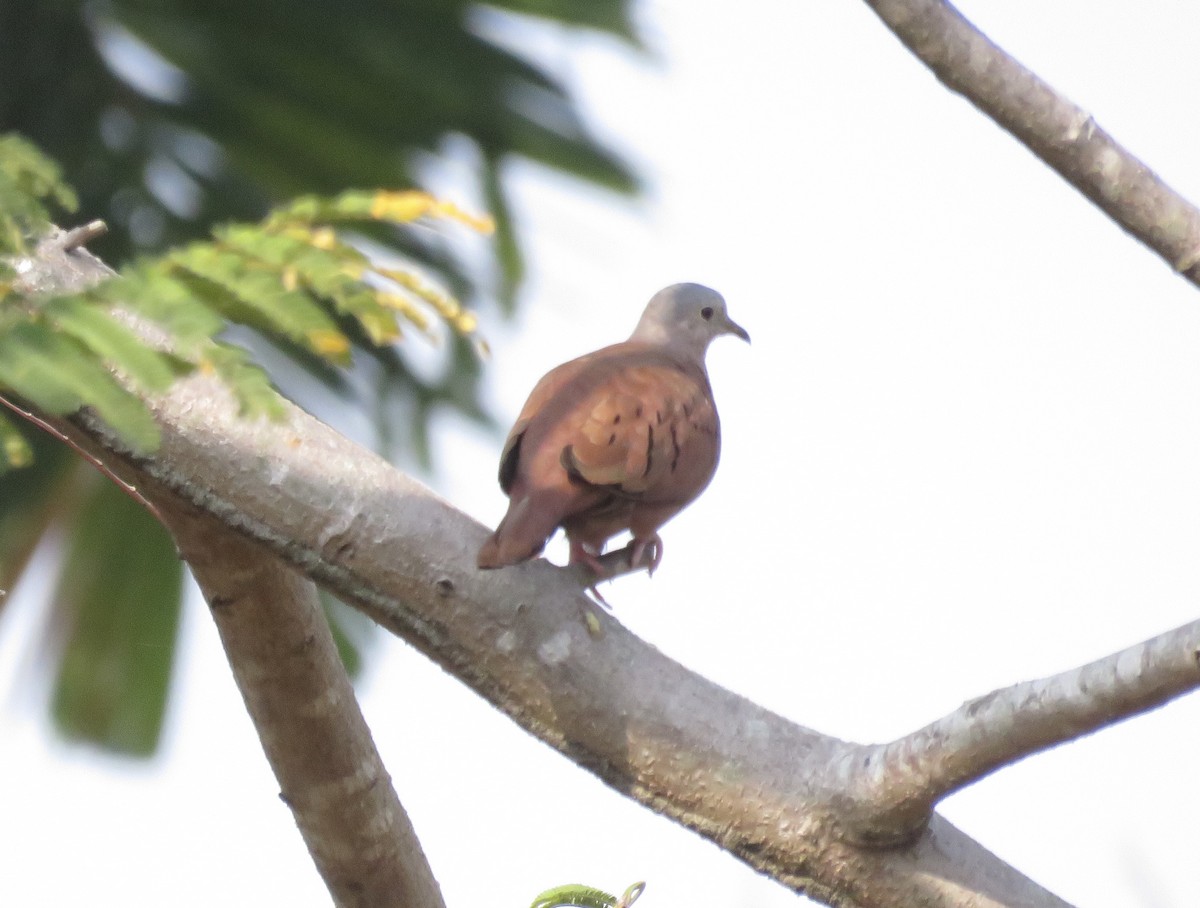 Ruddy Ground Dove - ML616714910