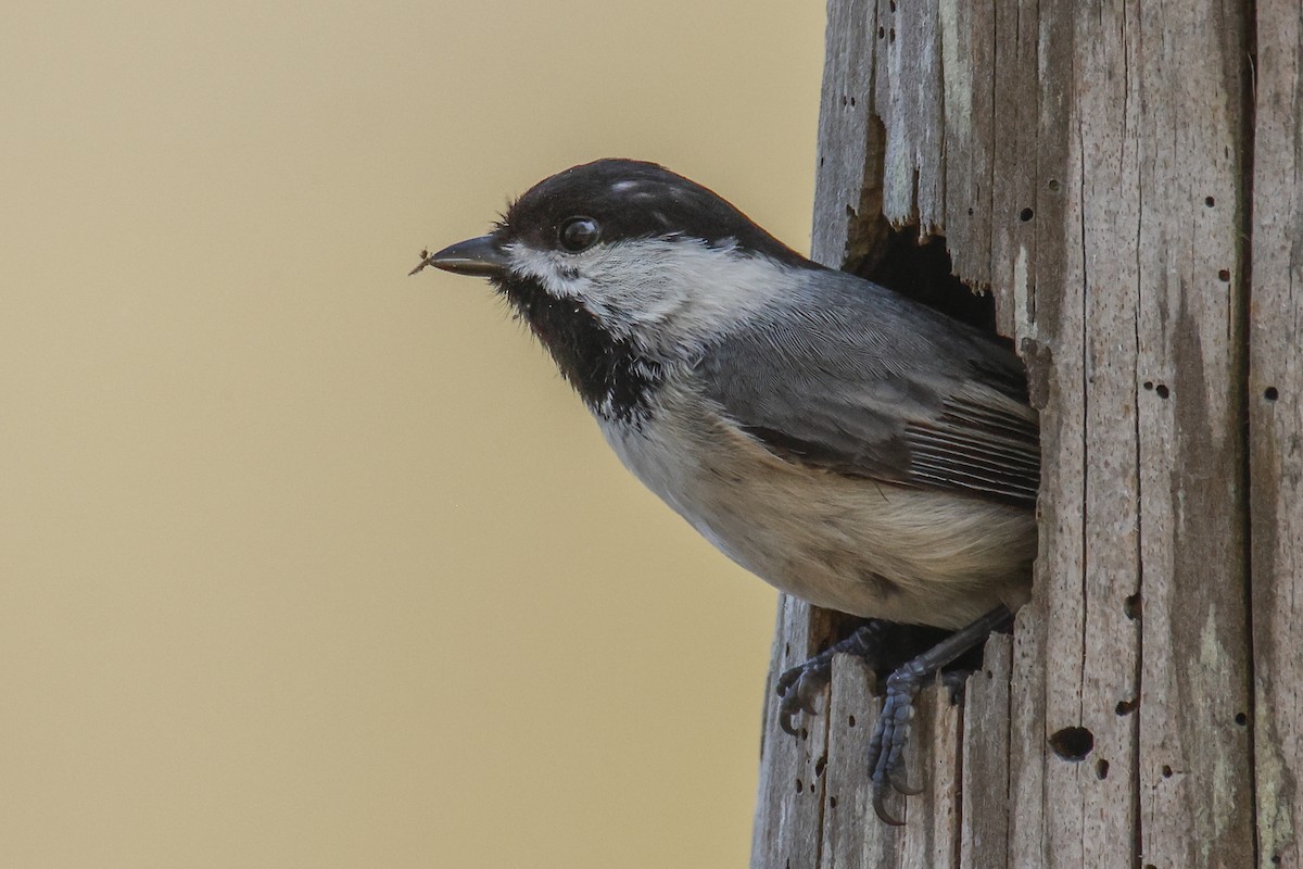 Carolina Chickadee - ML616714920