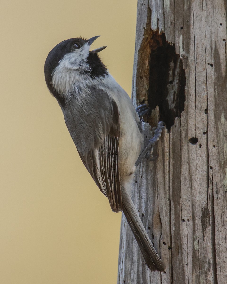 Carolina Chickadee - ML616714921