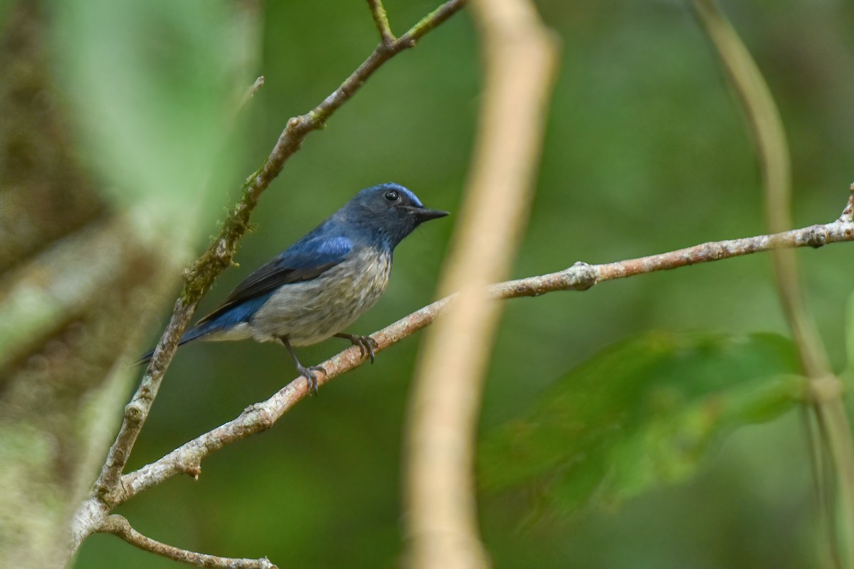 Hainan Blue Flycatcher - ML616714949