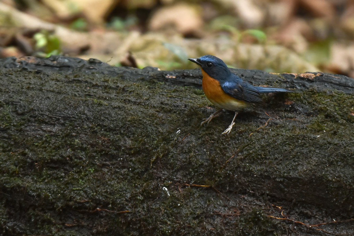 Hill Blue Flycatcher - ML616714951