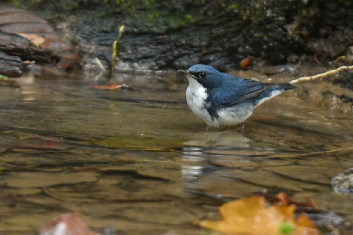 Siberian Blue Robin - ML616714958