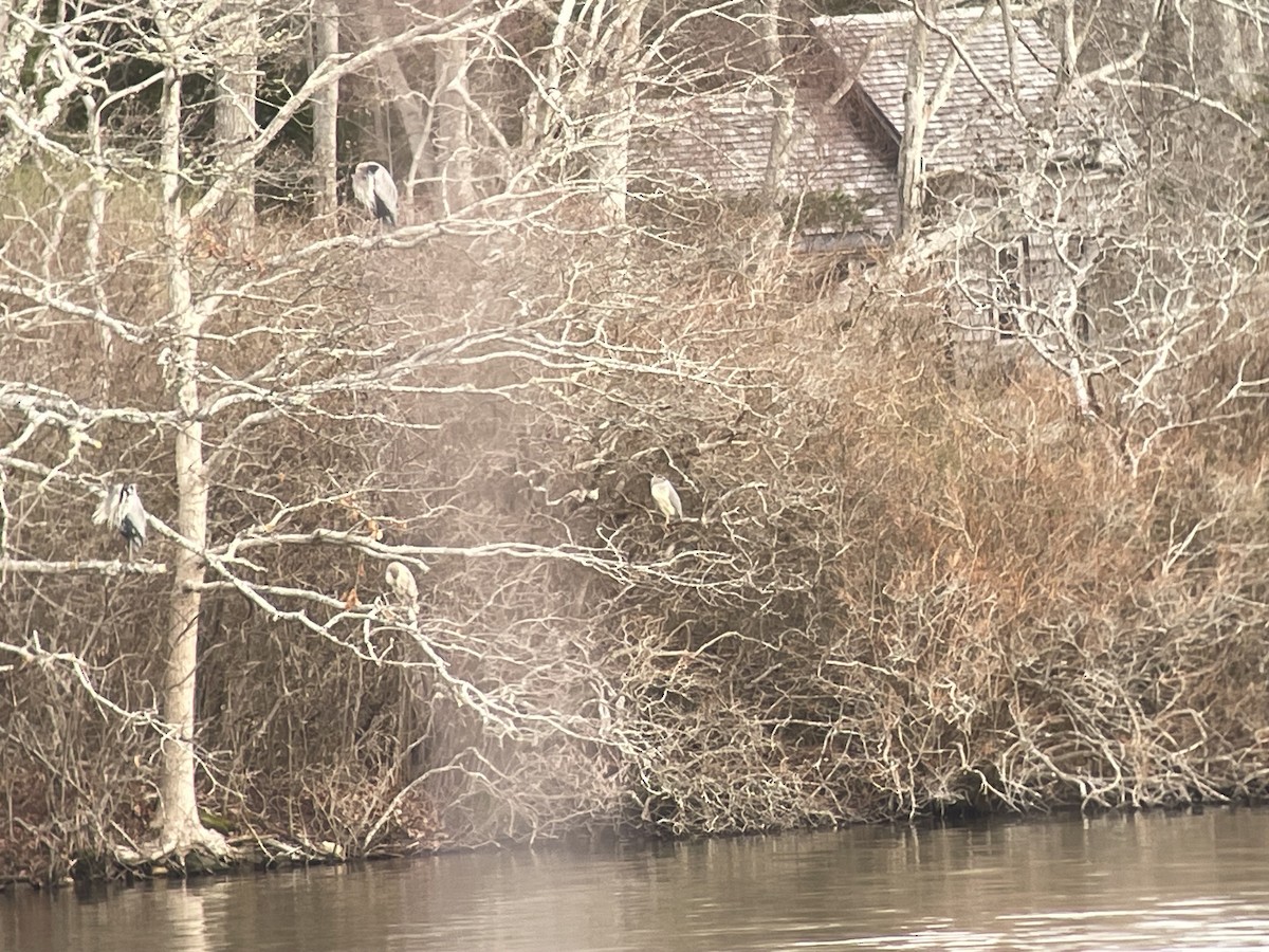 Black-crowned Night Heron - ML616714959