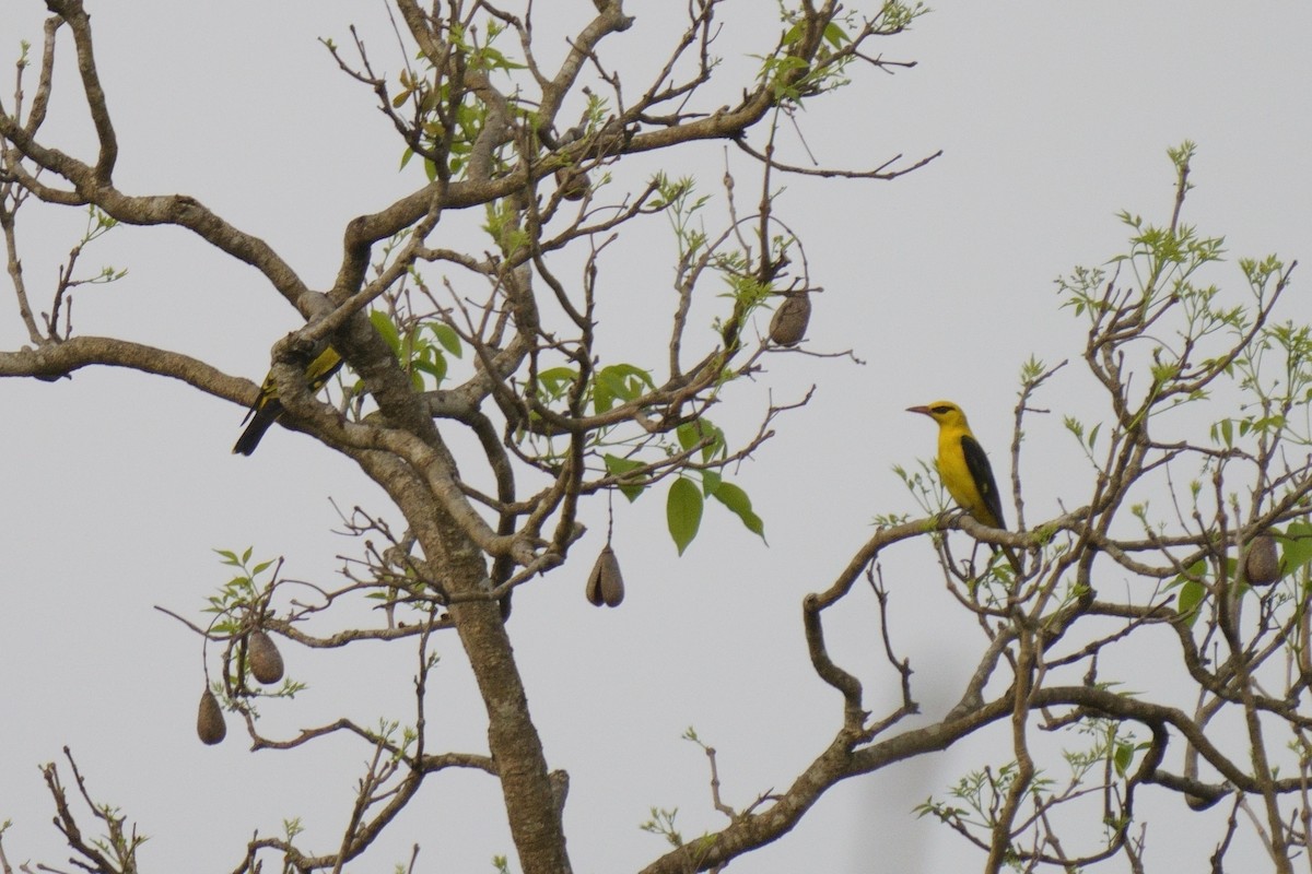 Indian Golden Oriole - Gopalakrishna R