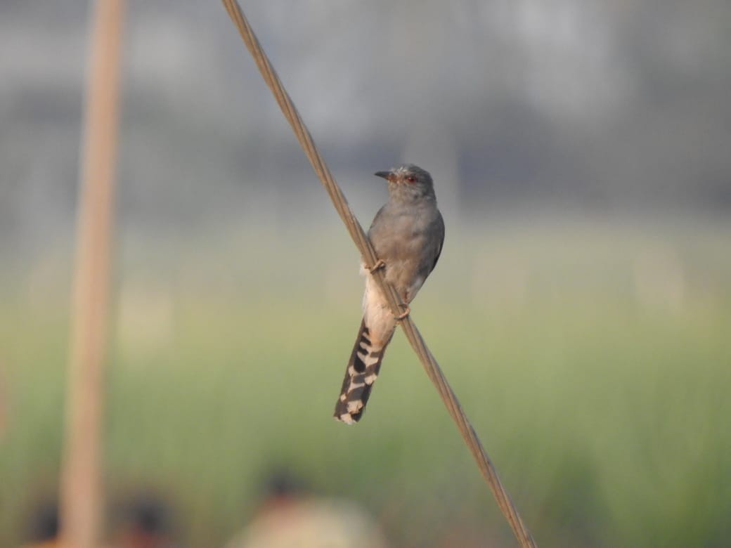 Gray-bellied Cuckoo - ML616715013