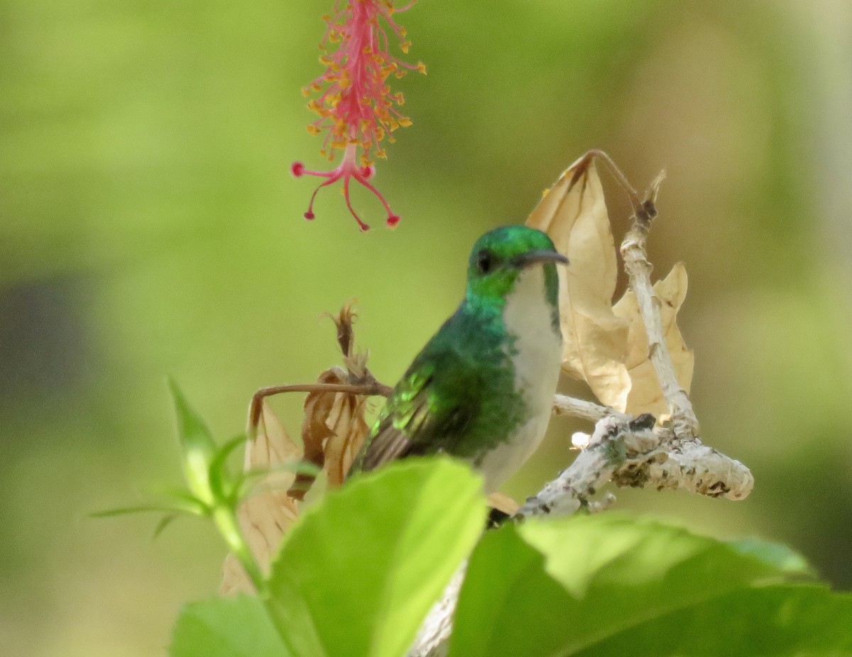 kolibřík běloprsý - ML616715078
