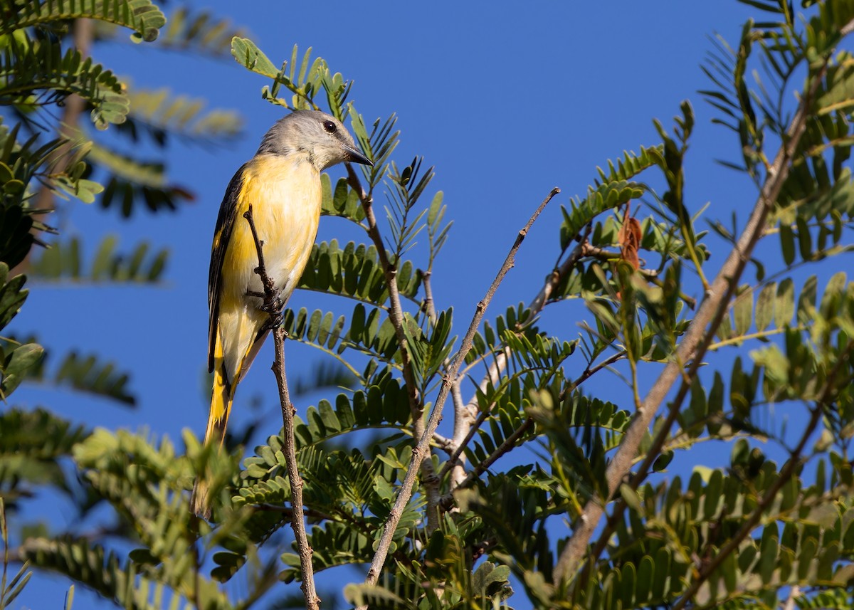 Rosy Minivet - ML616715110