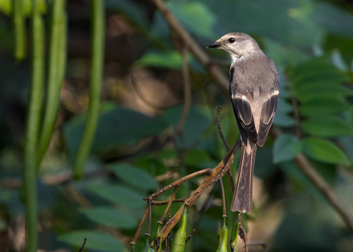 Brown-rumped Minivet - Ayuwat Jearwattanakanok