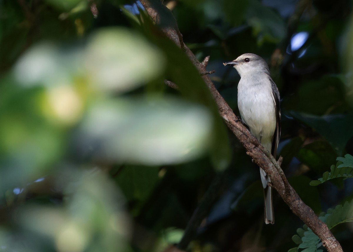 Brown-rumped Minivet - ML616715125