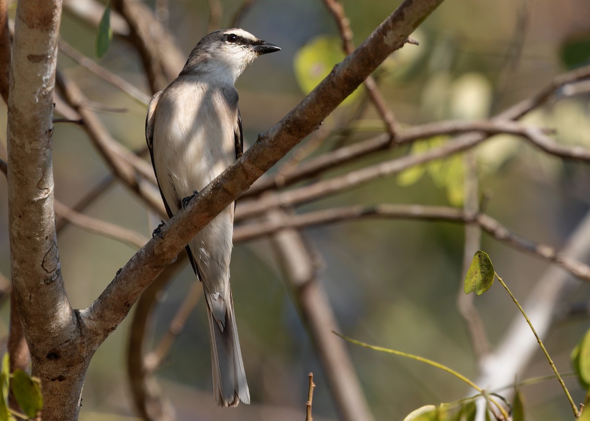 Brown-rumped Minivet - ML616715126