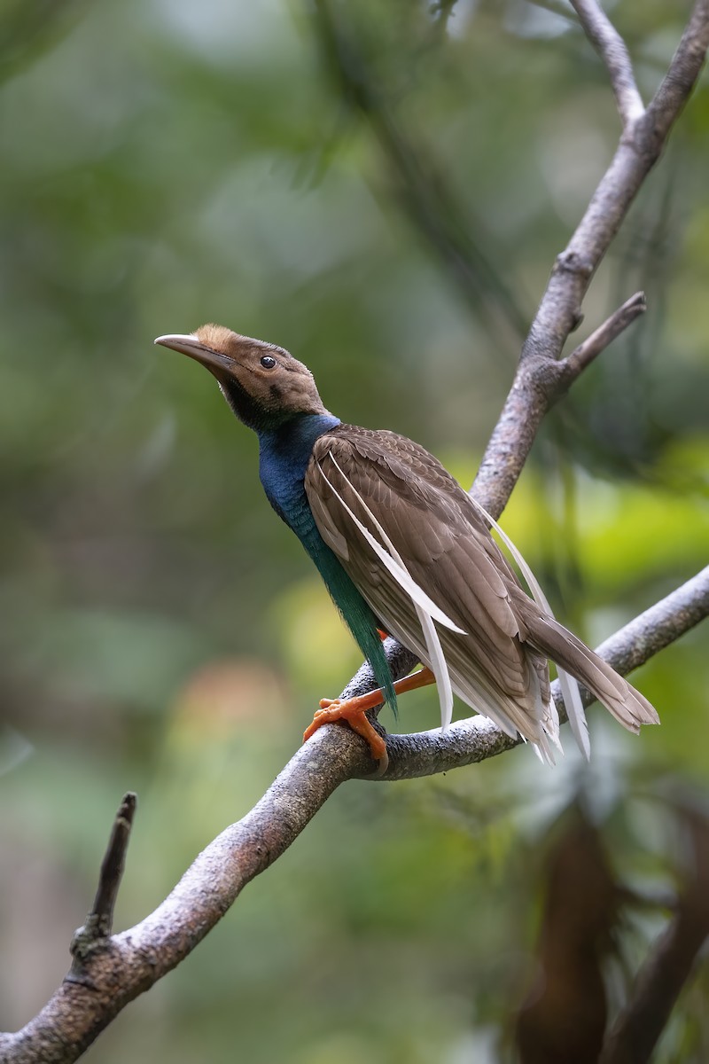 Standardwing Bird-of-Paradise - ML616715149