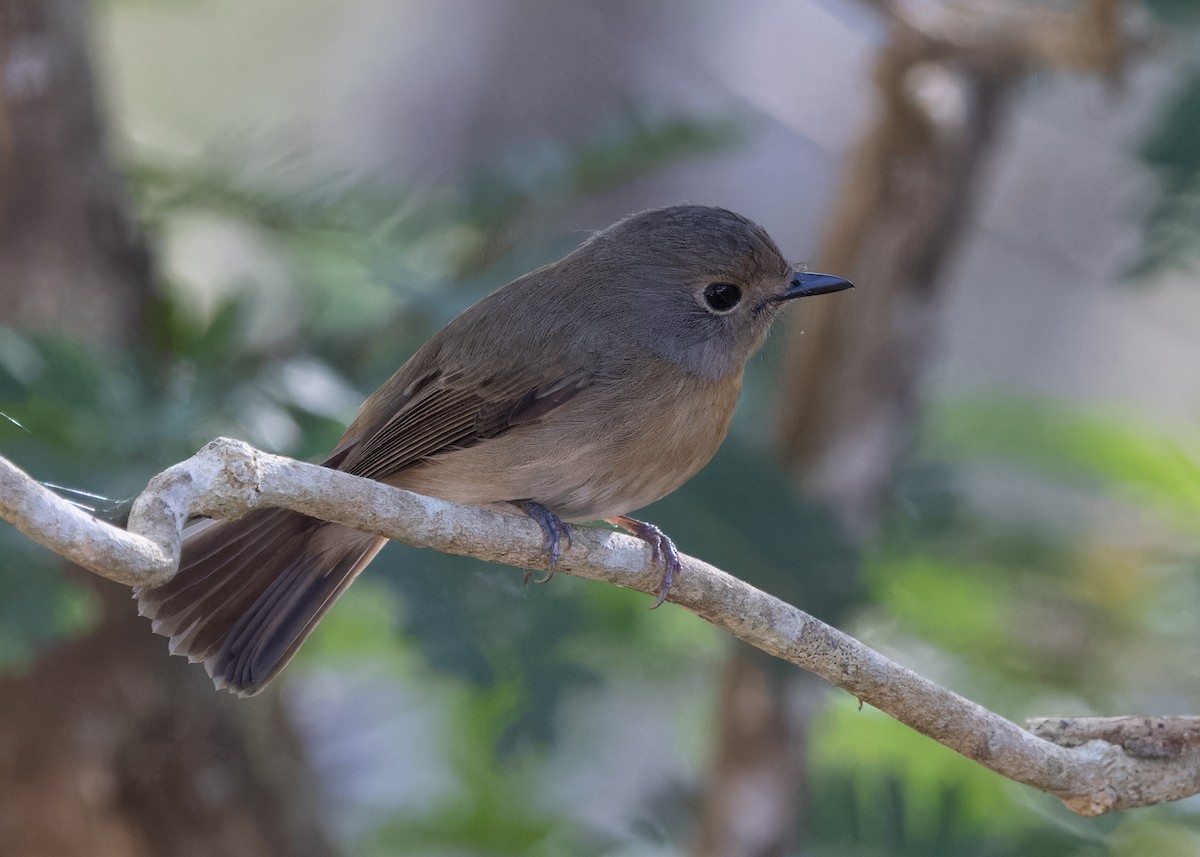 Hainan Blue Flycatcher - ML616715174