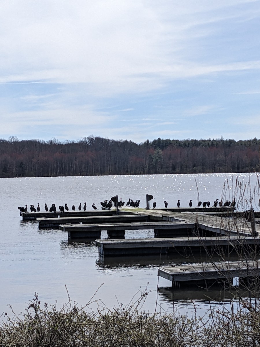 Double-crested Cormorant - ML616715179