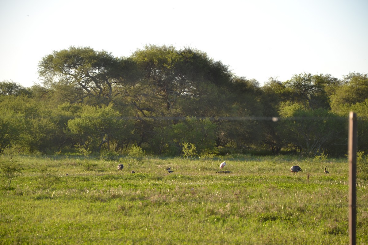 Roseate Spoonbill - ML616715183