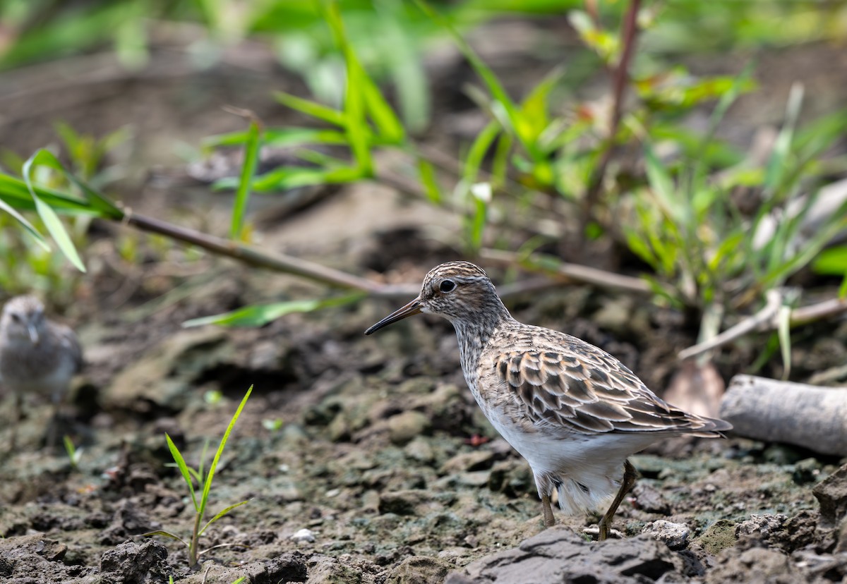 Pectoral Sandpiper - ML616715188