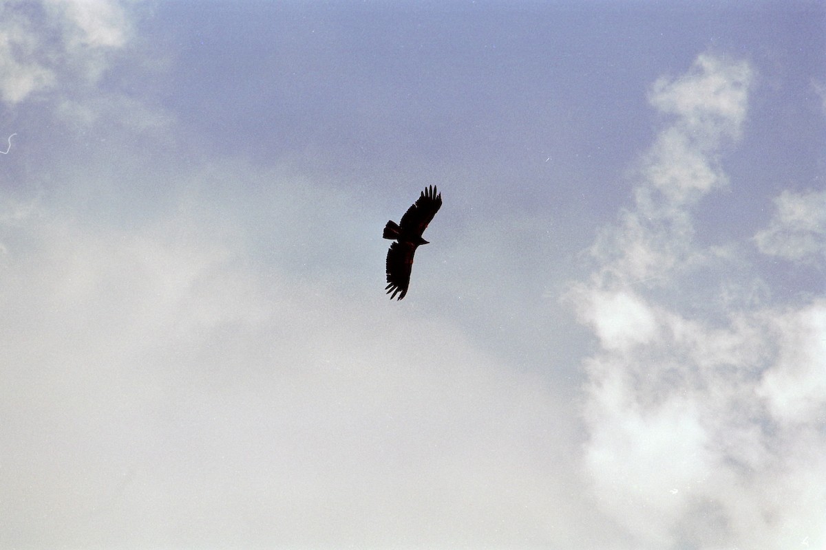 California Condor - ML616715206