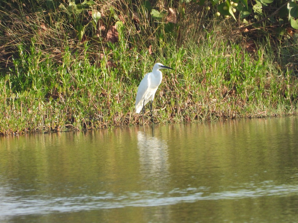 Little Egret - ML616715221