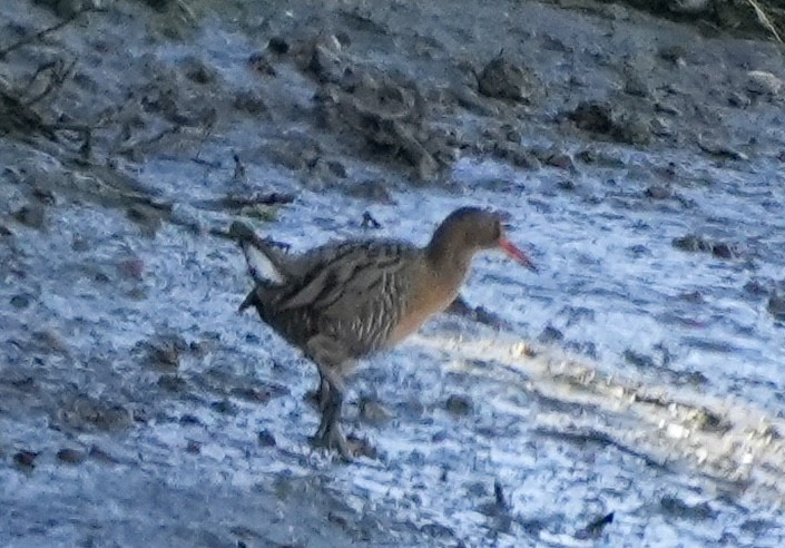 Ridgway's Rail (San Francisco Bay) - ML616715341