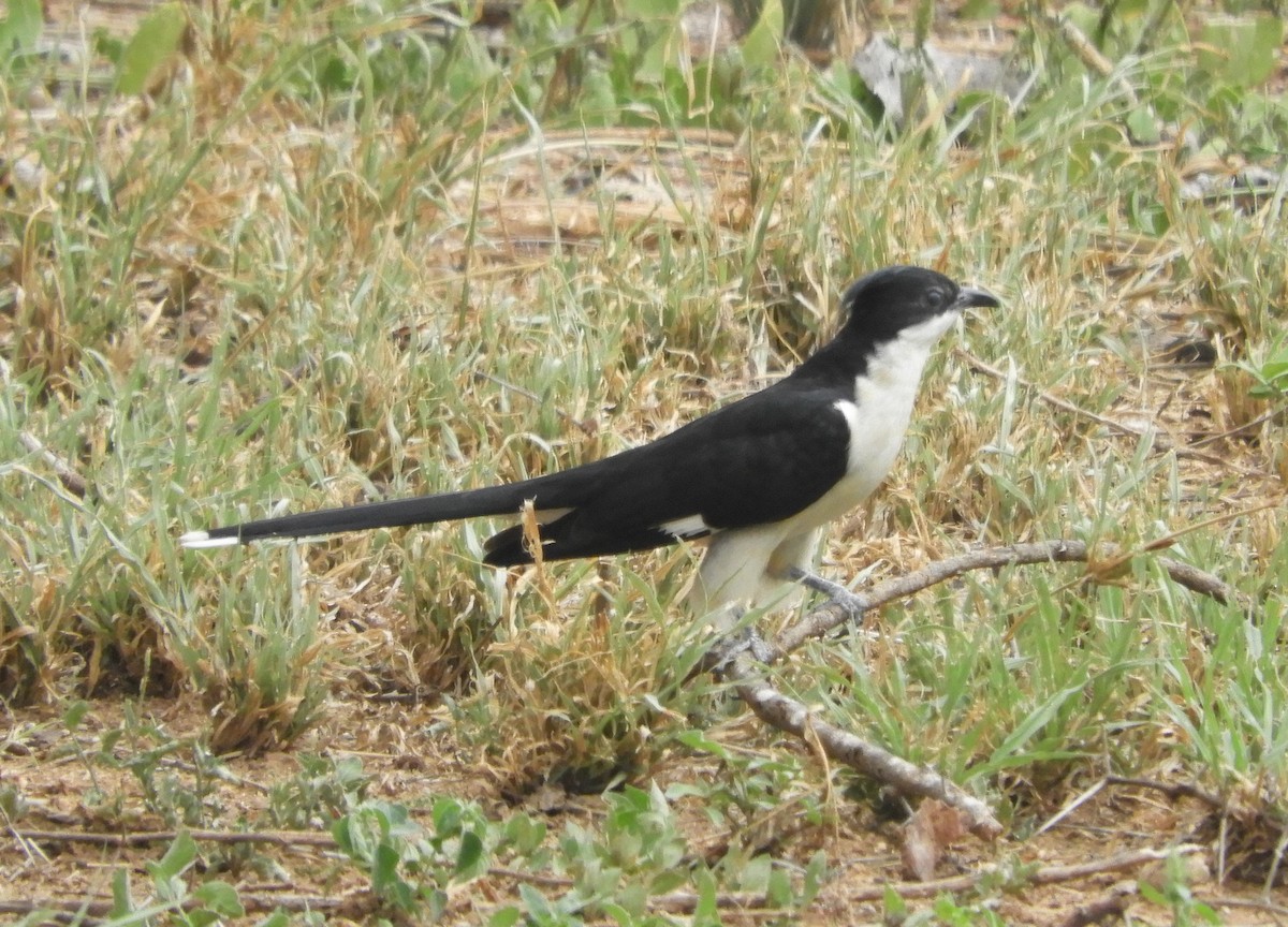 Long-tailed Fiscal - Alan Dixon