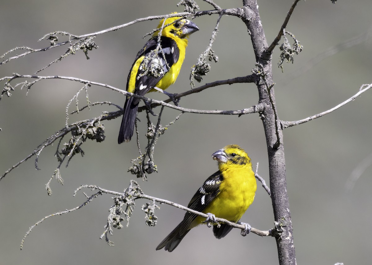 Golden Grosbeak - ML616715374