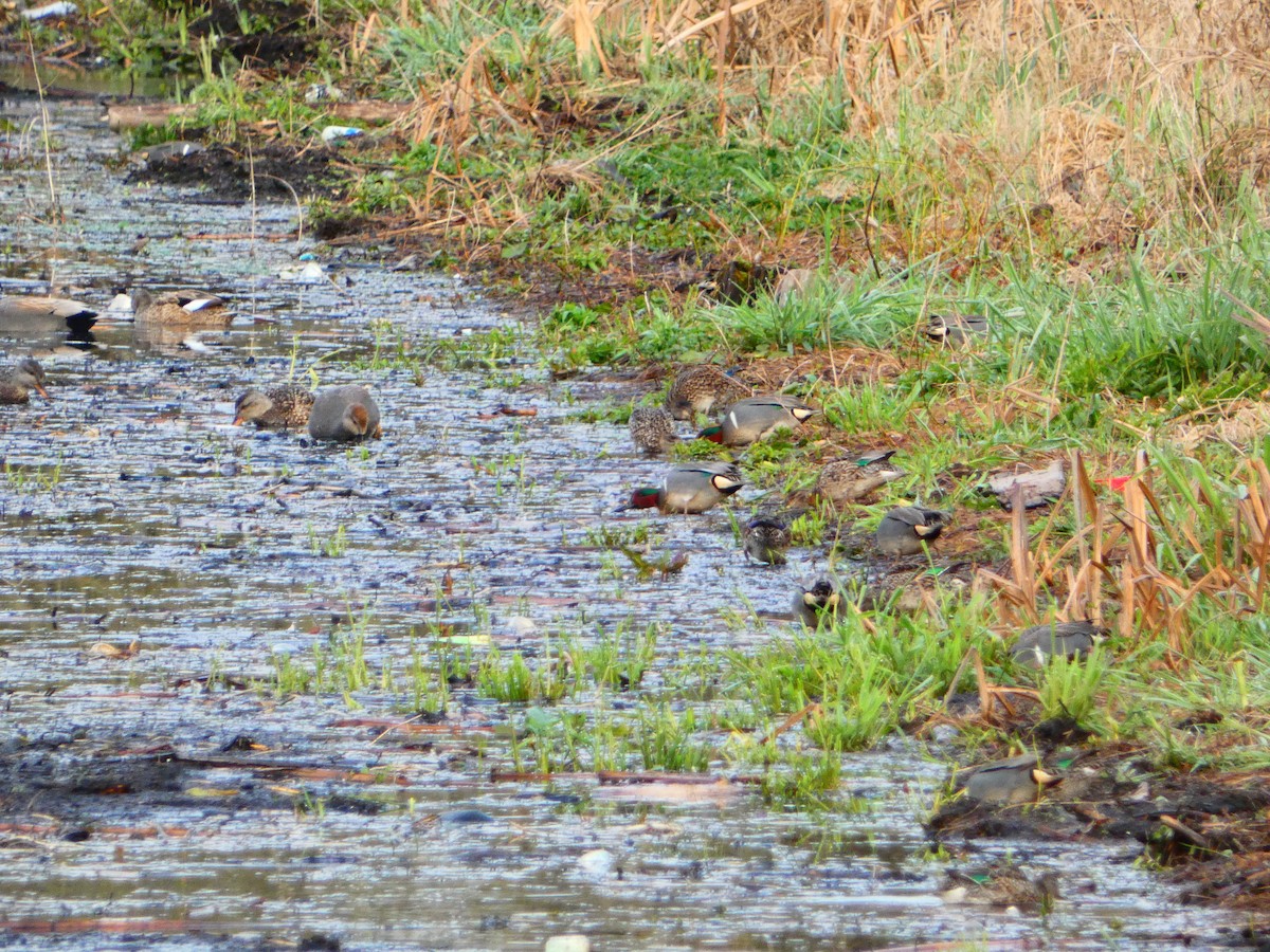 Green-winged Teal - ML616715390