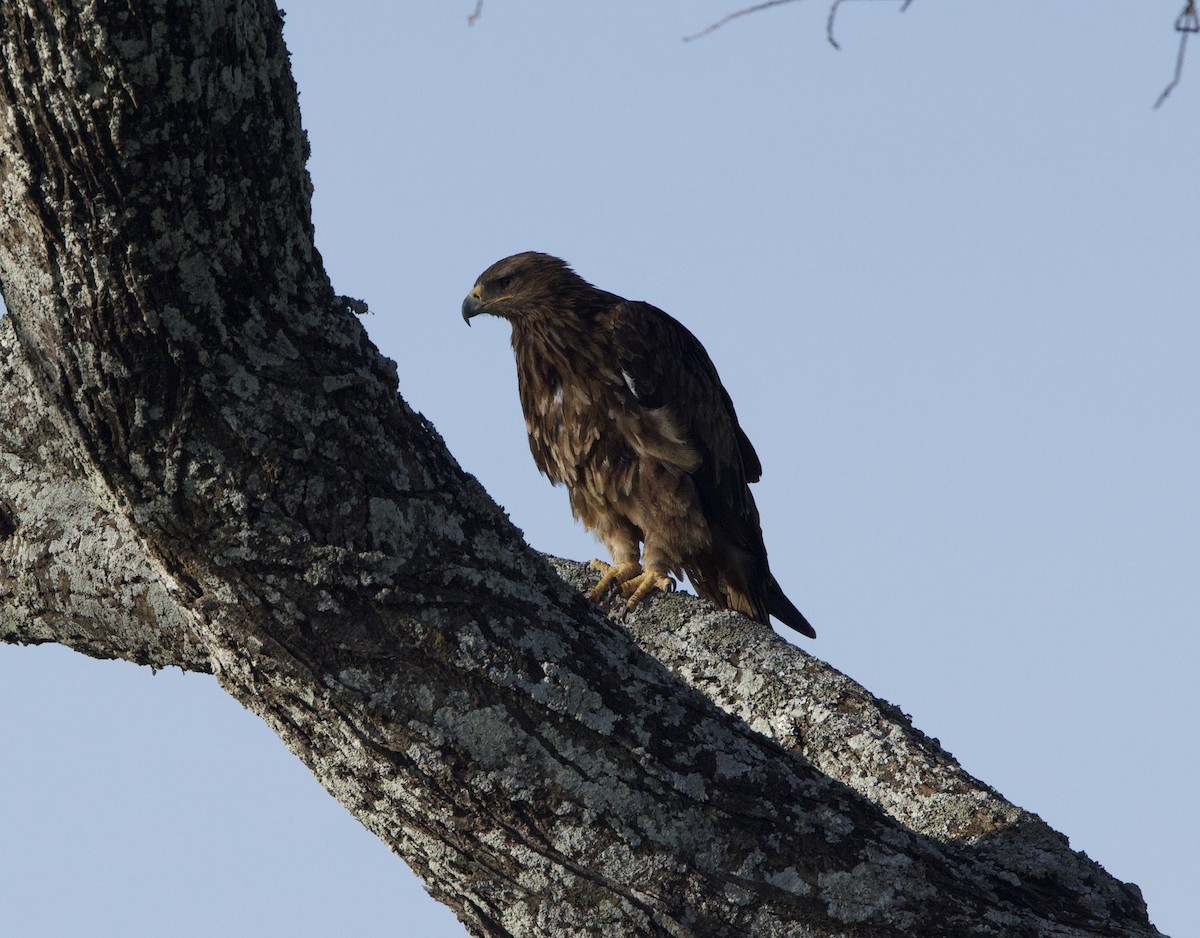 Steppe Eagle - ML616715442