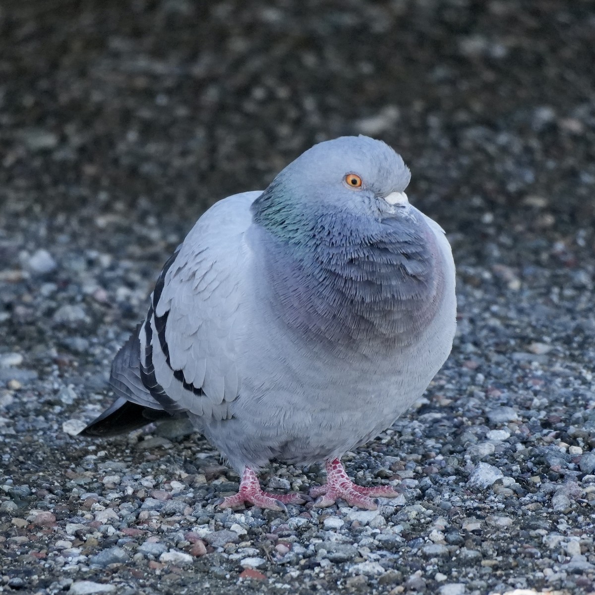 Pigeon biset (forme domestique) - ML616715458