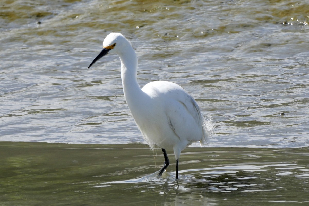 Snowy Egret - ML616715530