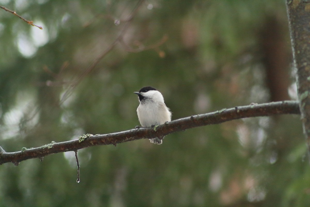 Willow Tit - ML616715540