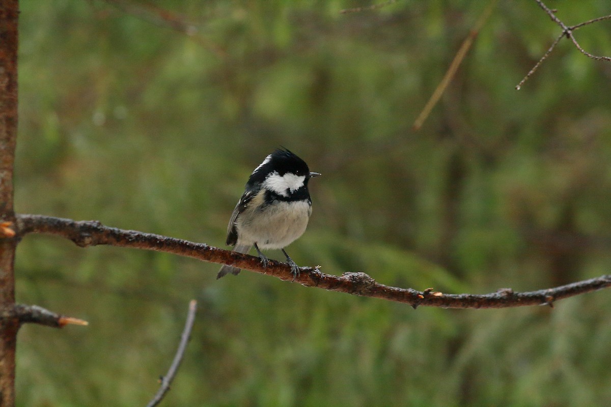 Coal Tit - ML616715546