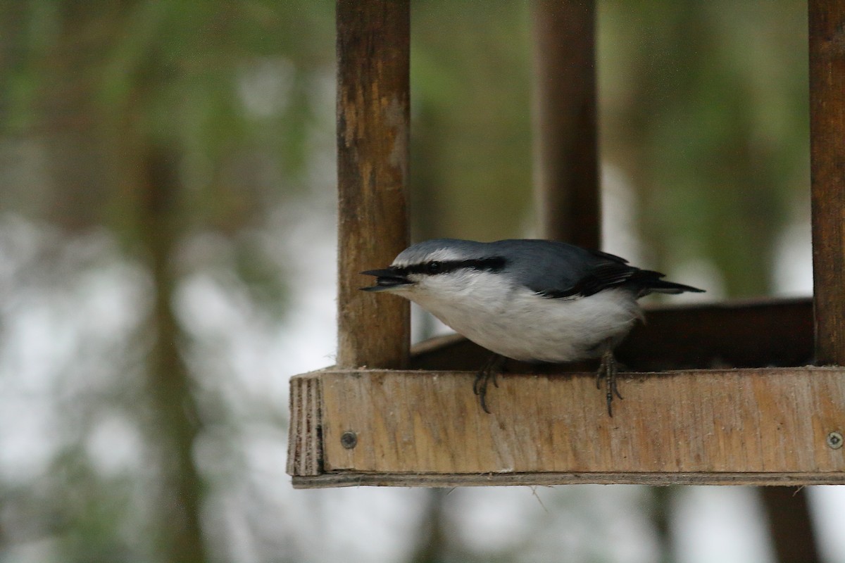 Eurasian Nuthatch - Ivan Ivan