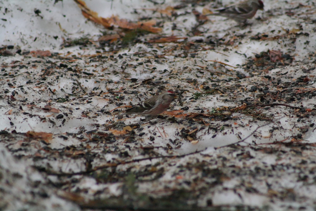 Common Redpoll - ML616715559