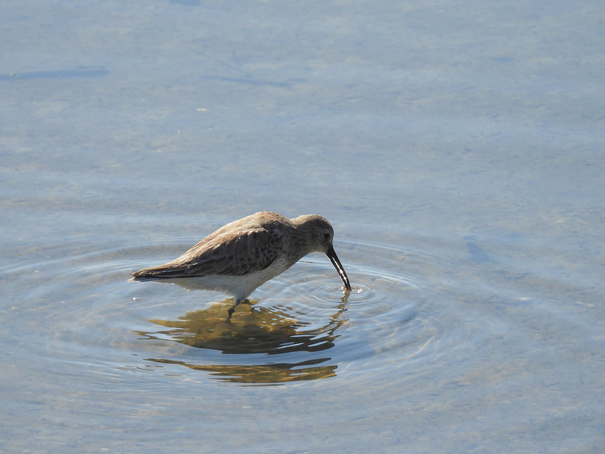 Dunlin - ML616715568