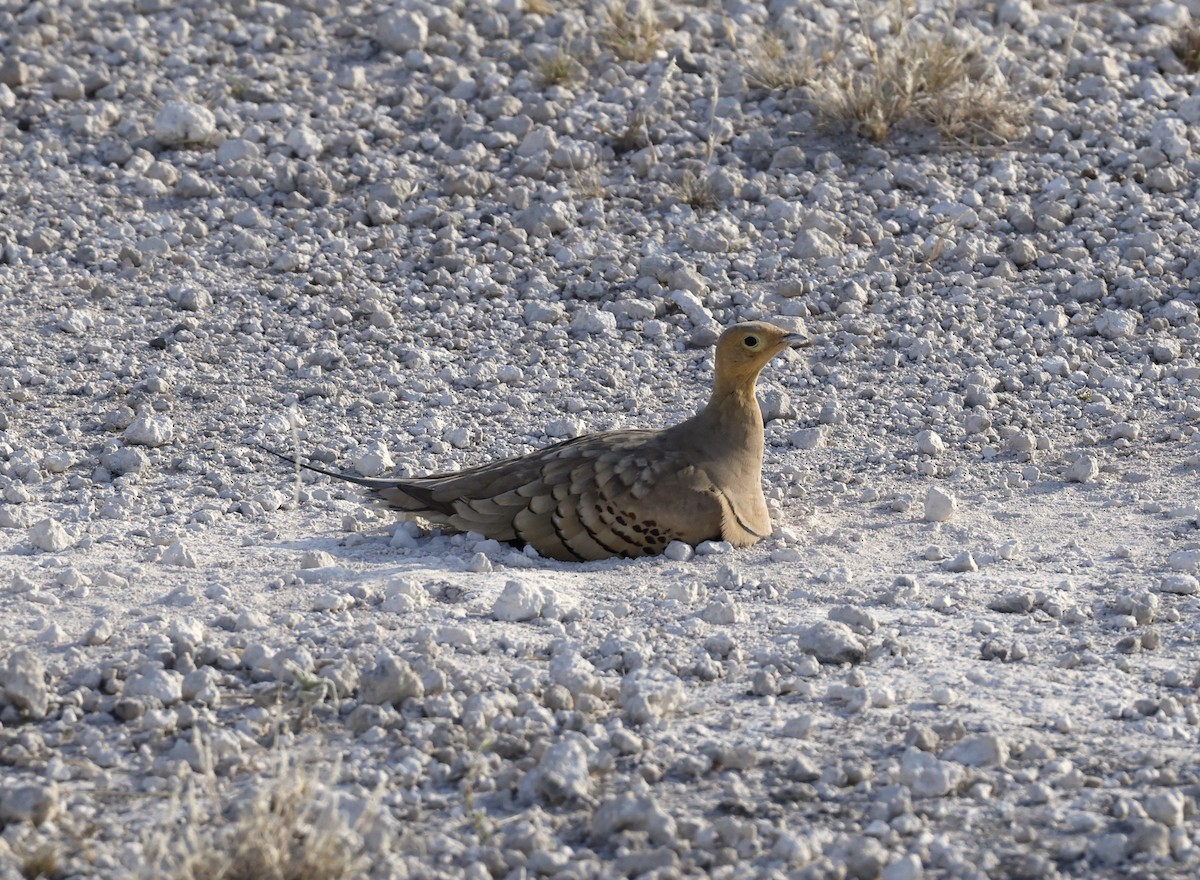 Chestnut-bellied Sandgrouse - ML616715585