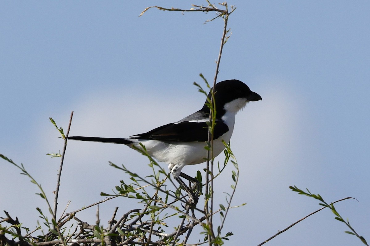 Alcaudón de Los Taita - ML616715598