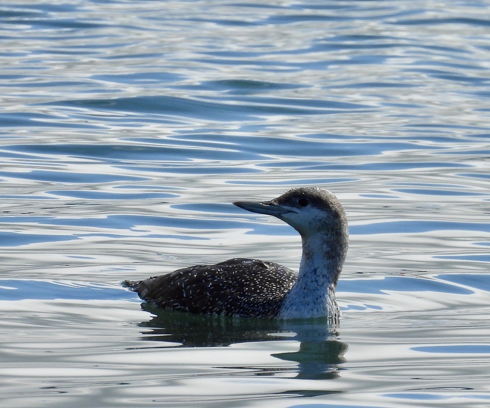 Red-throated Loon - ML616715609