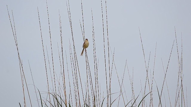 Plain Prinia - ML616715669