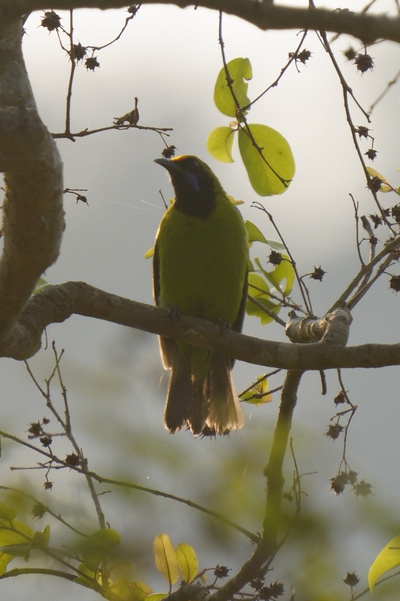 Golden-fronted Leafbird - Gopalakrishna R