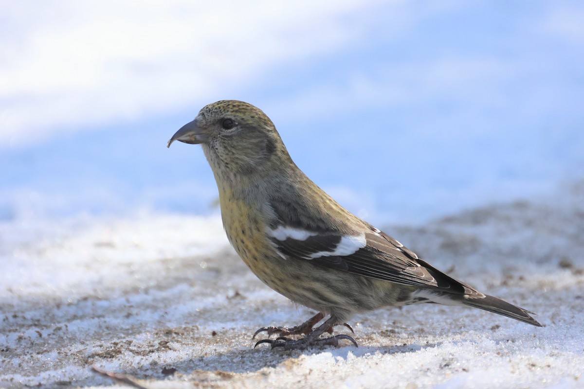 White-winged Crossbill - Leo Weiskittel