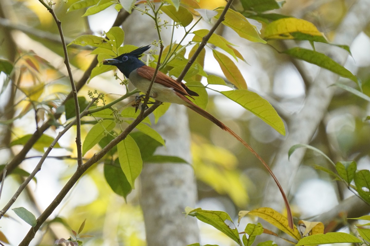 Indian Paradise-Flycatcher - ML616715725