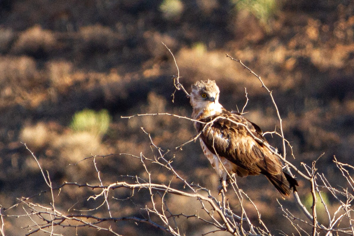 Black-chested Snake-Eagle - Pietro D'Amelio