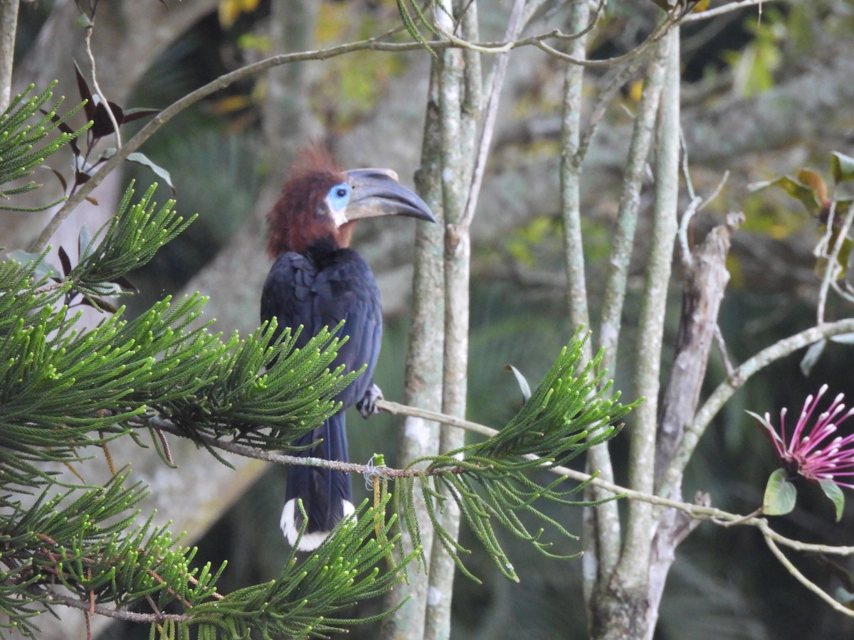 Black-casqued Hornbill - ML616715773