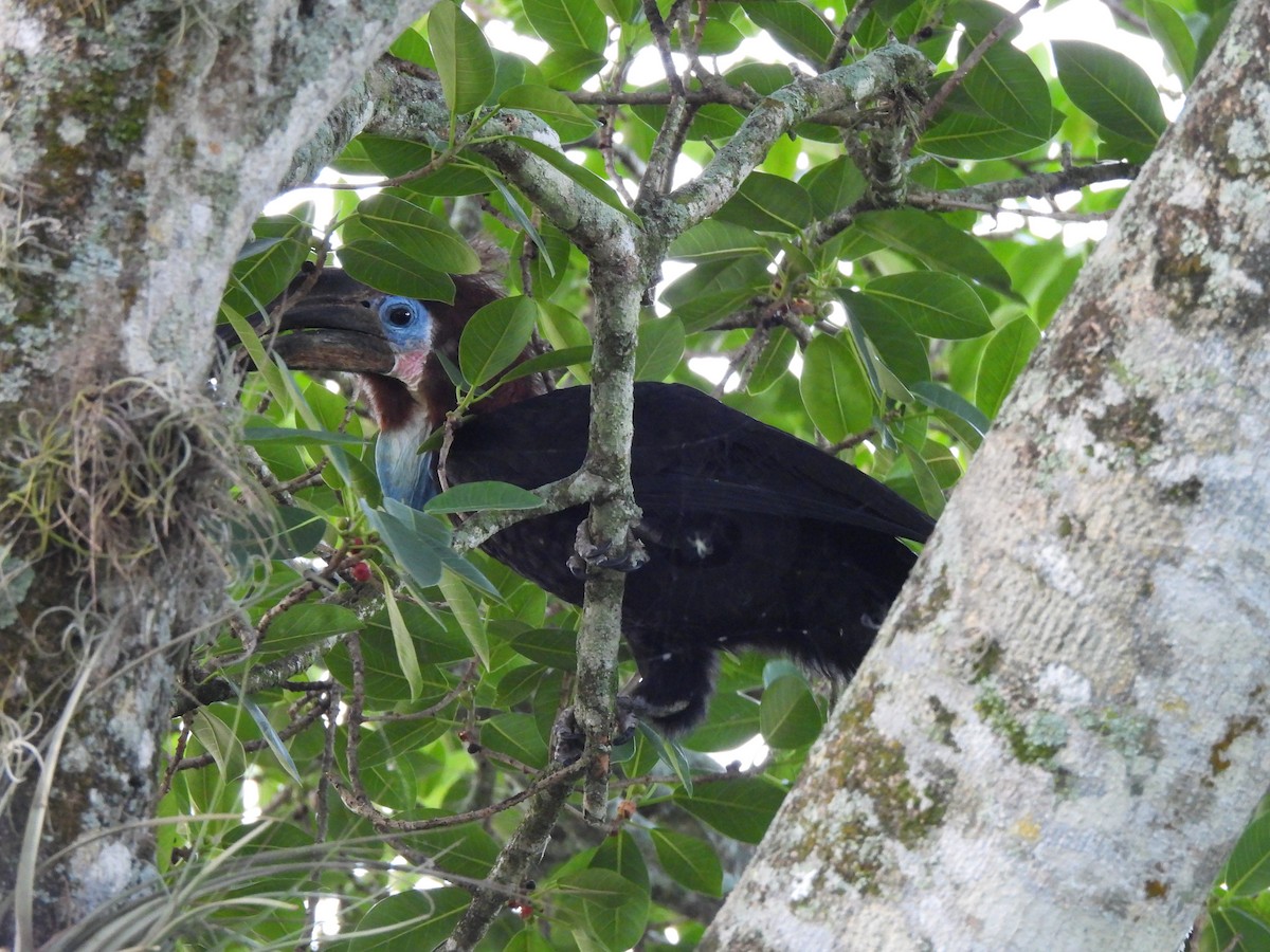 Black-casqued Hornbill - ML616715776